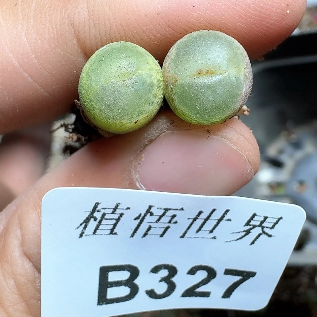 327盒多肉植物哇f g