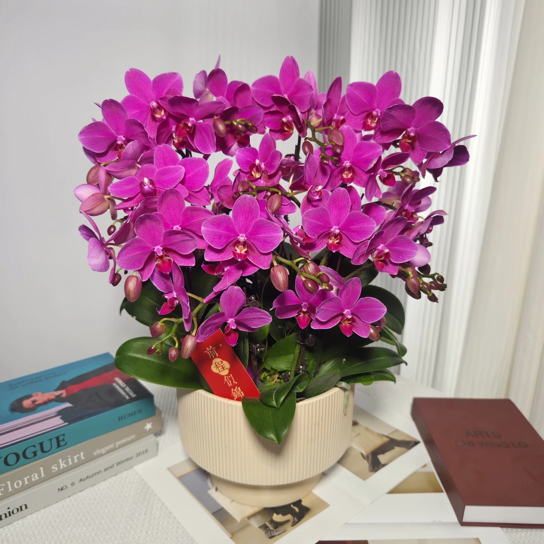 蝴蝶兰<红蜻蜓>紫红色中花 鲜花绿植 带花带花苞 陶瓷盆随发