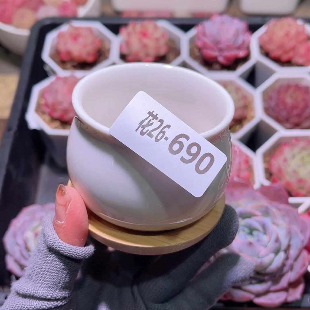 花26-690花盆一个