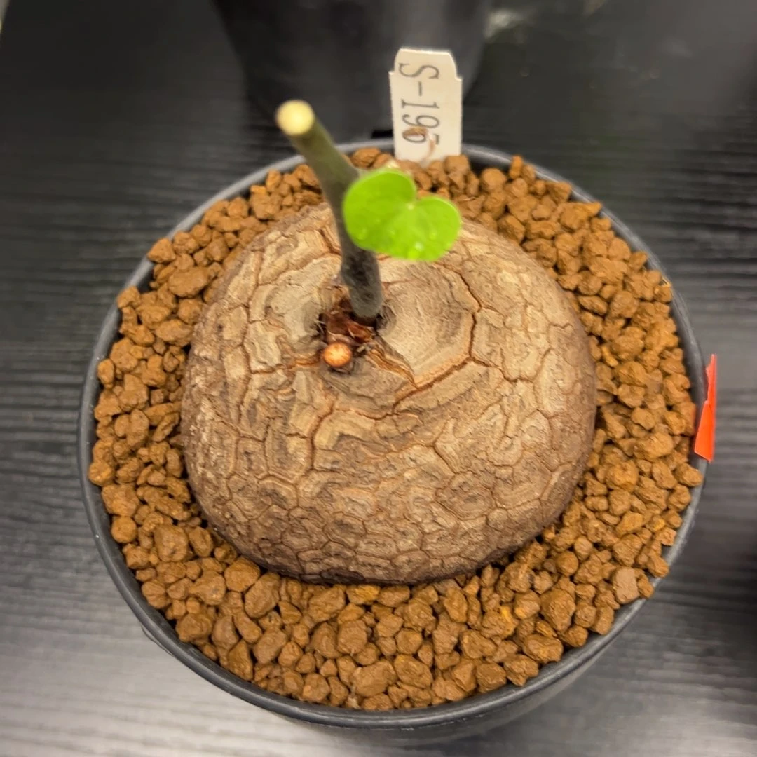 精品盆栽养定龟甲龙195号