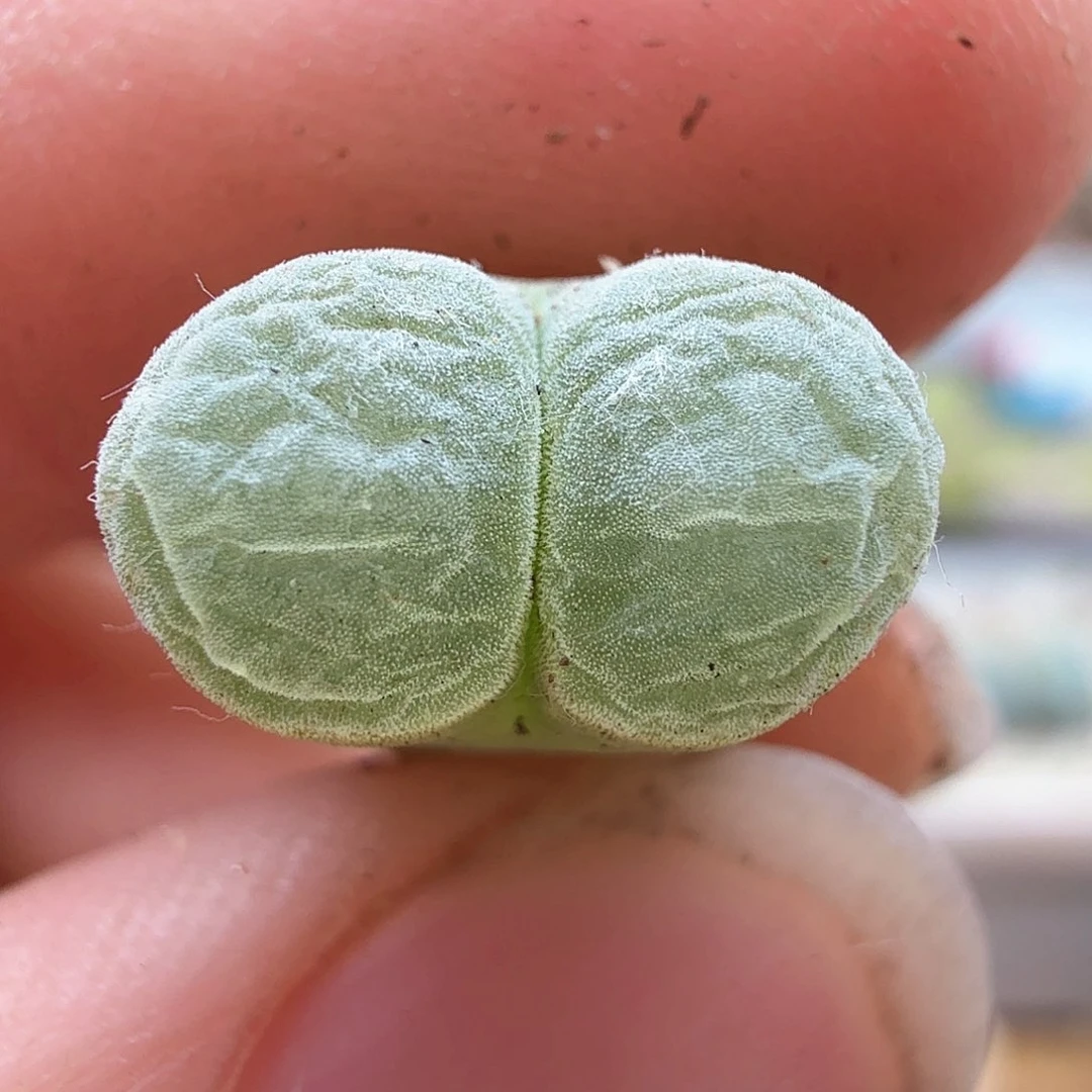 1.17.78/天鹅绒风铃＊多肉植物