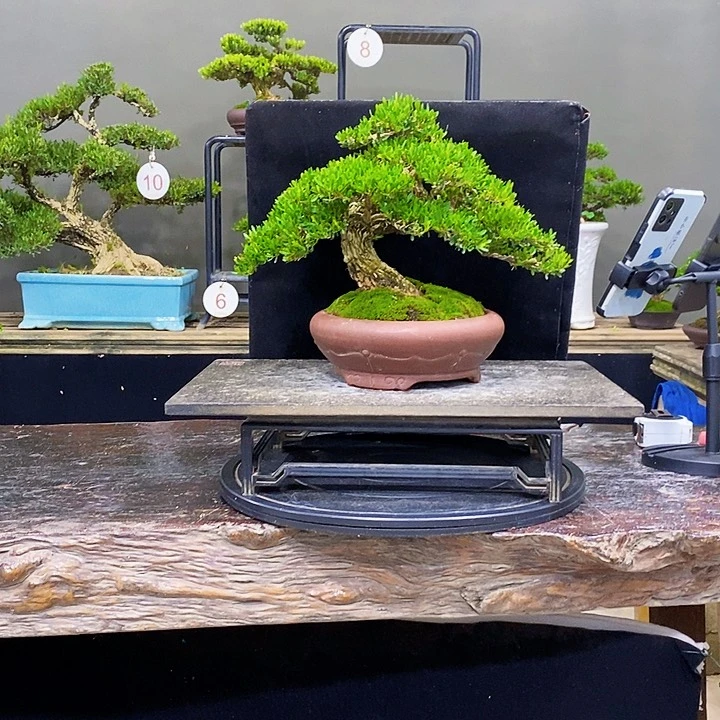 无花朵黄杨盆景四季常青