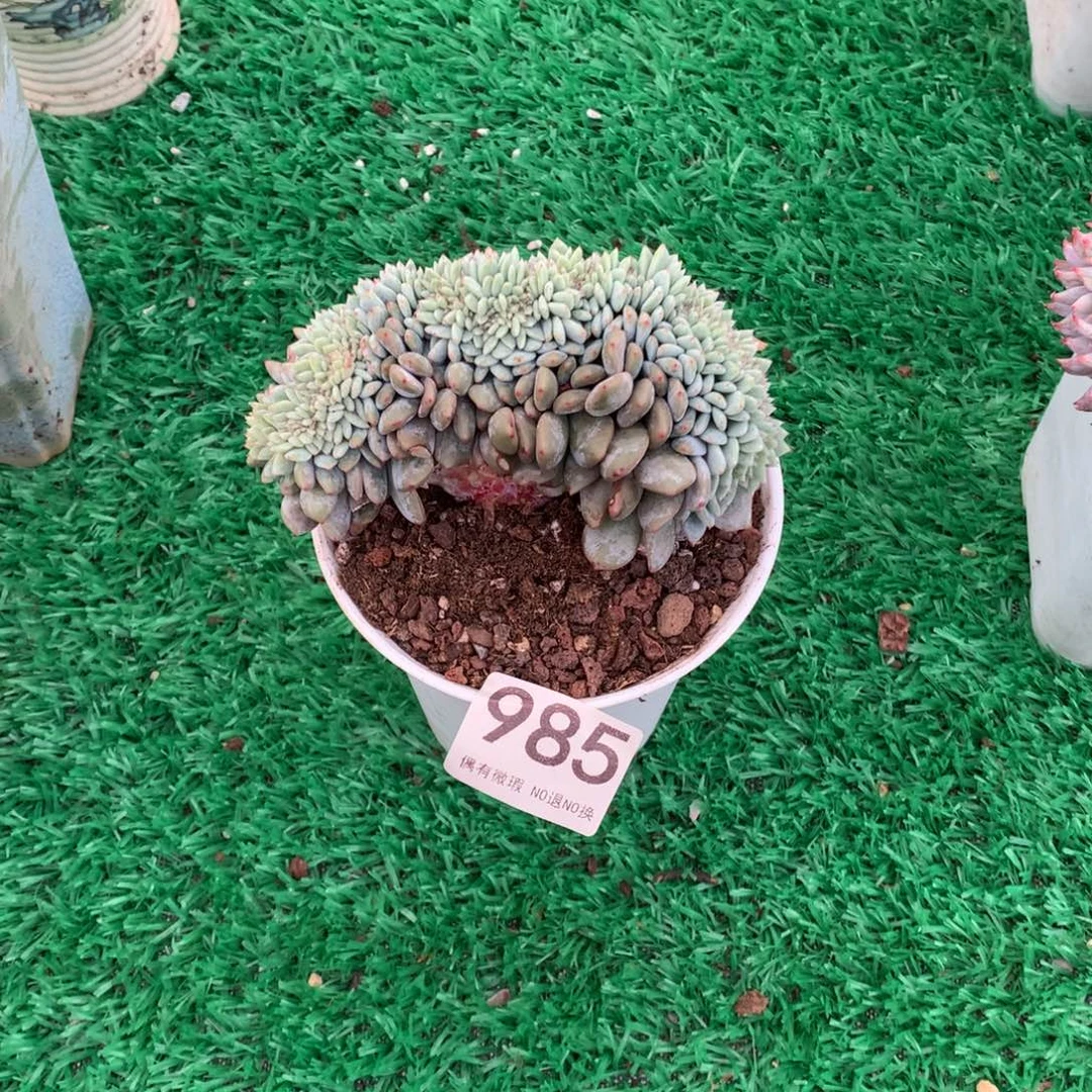 985橙子缀多肉植物