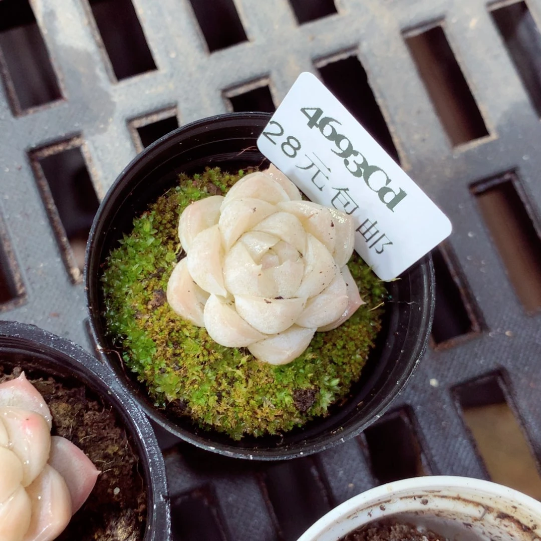 5厘米盆精控多肉4693