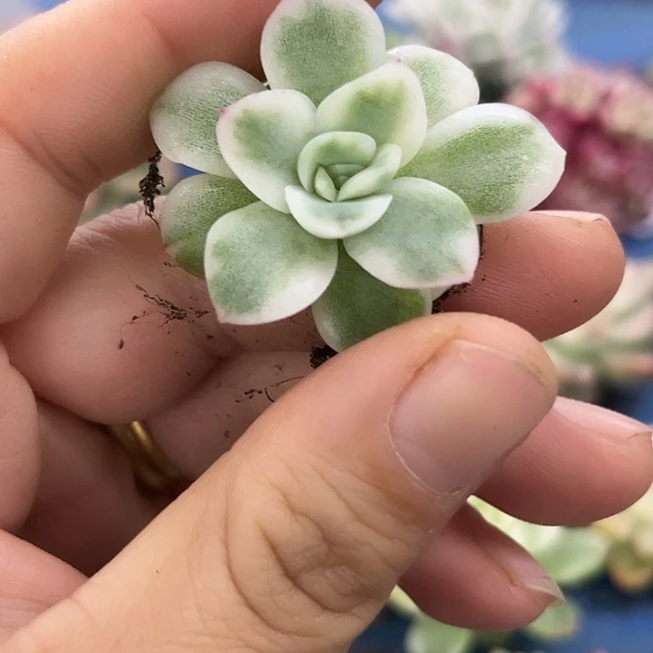 496韩苏锦炸多肉植物