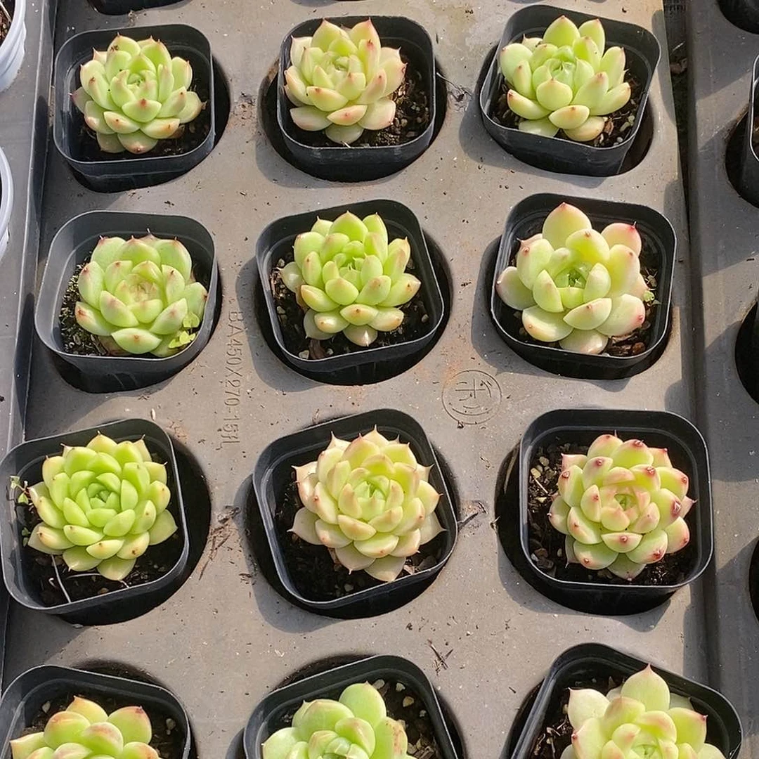 金汇园艺，团麦杆单头