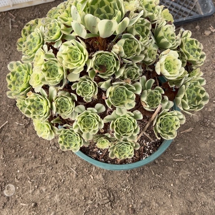卓***群绿豆沙多肉植物回来