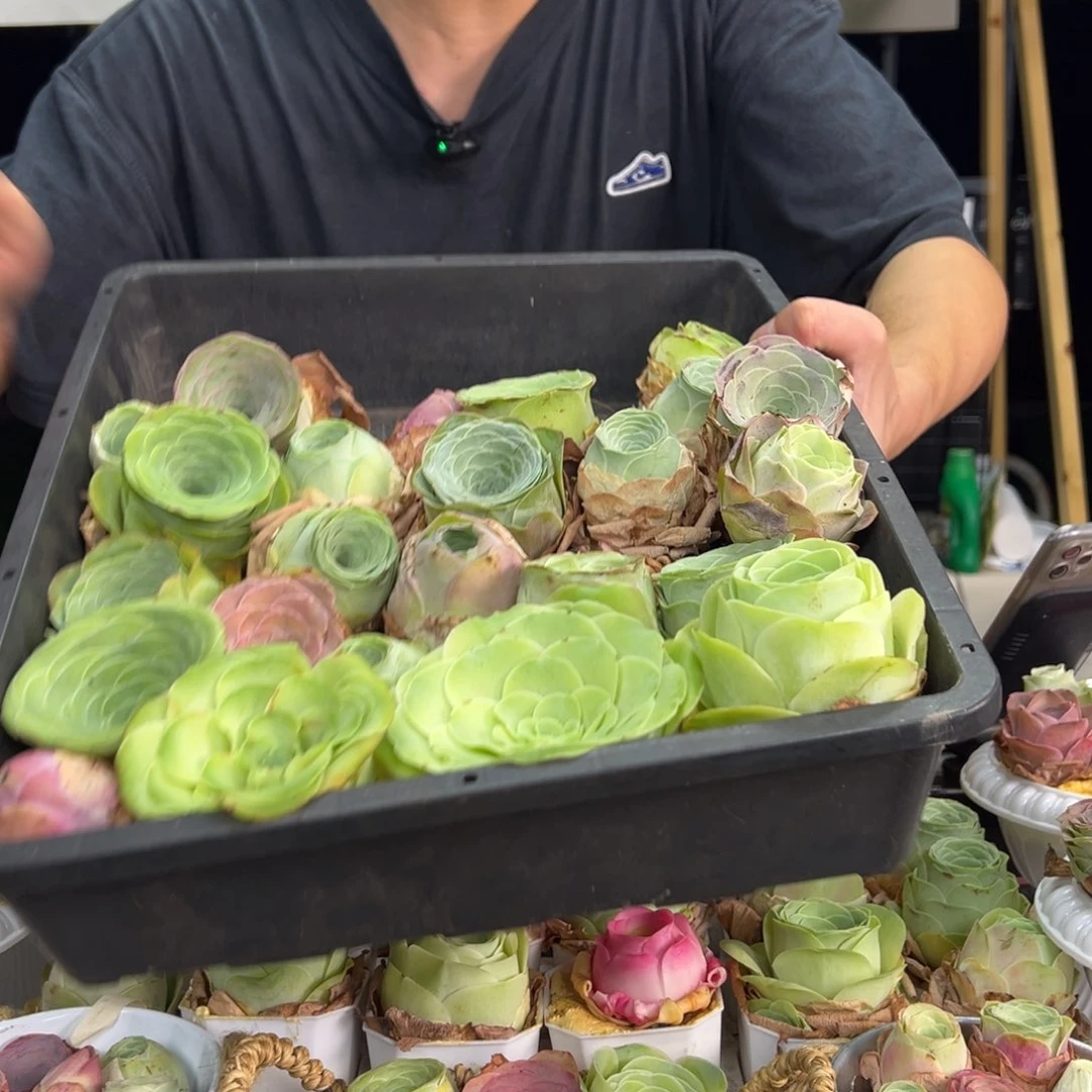 无花朵一物一拍一筐混装21颗