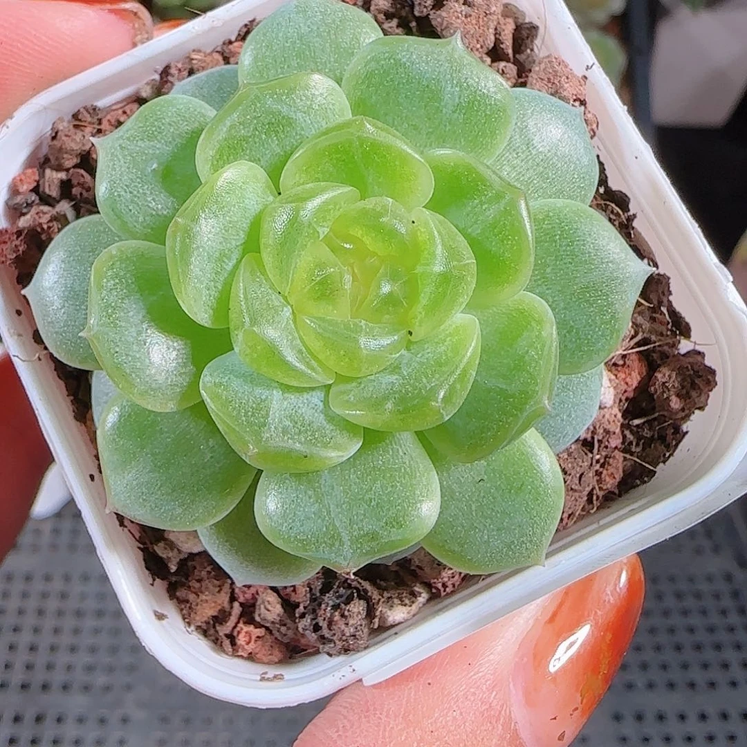 1013–-44无尽灯一物一拍