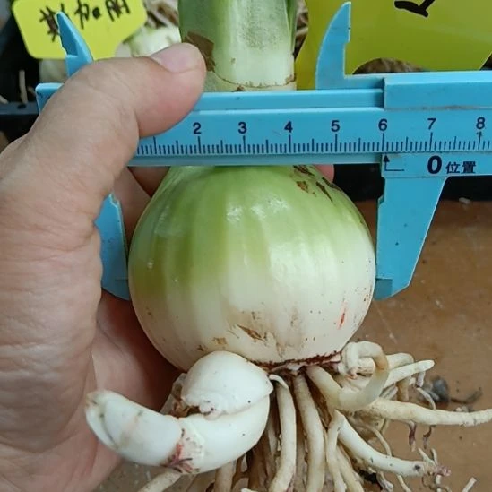 无花朵贵妇5.8裸球发货