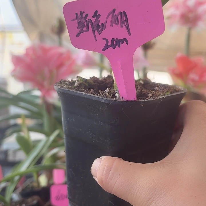 无花朵斯佳丽铃声朱顶红直径2cm