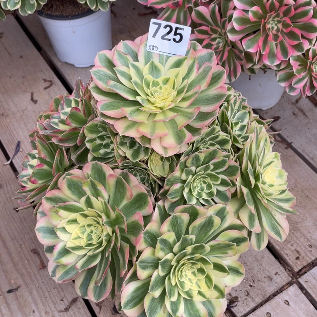 冰***啡725玉姿多肉植物手捧