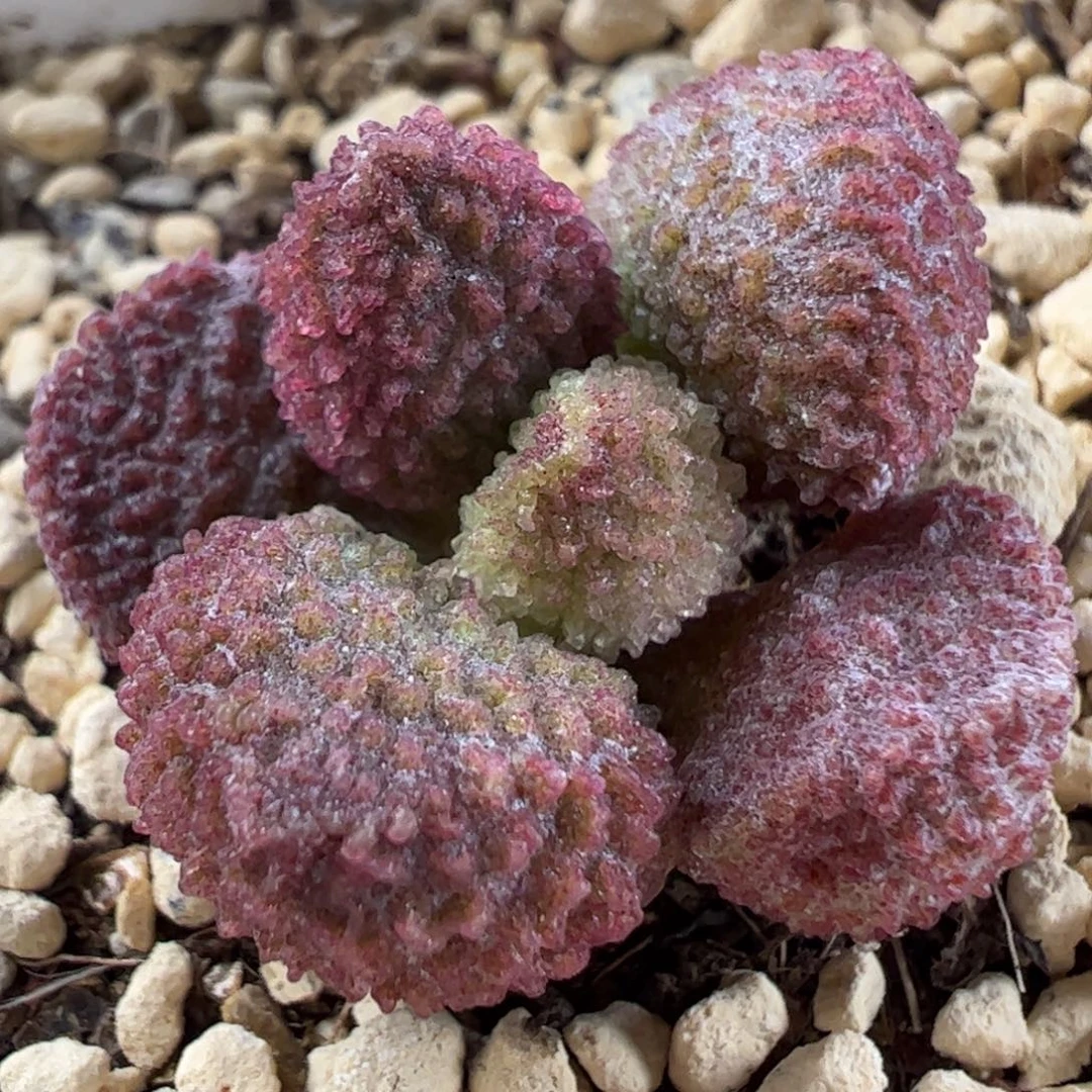 实生新品多肉植物水泡