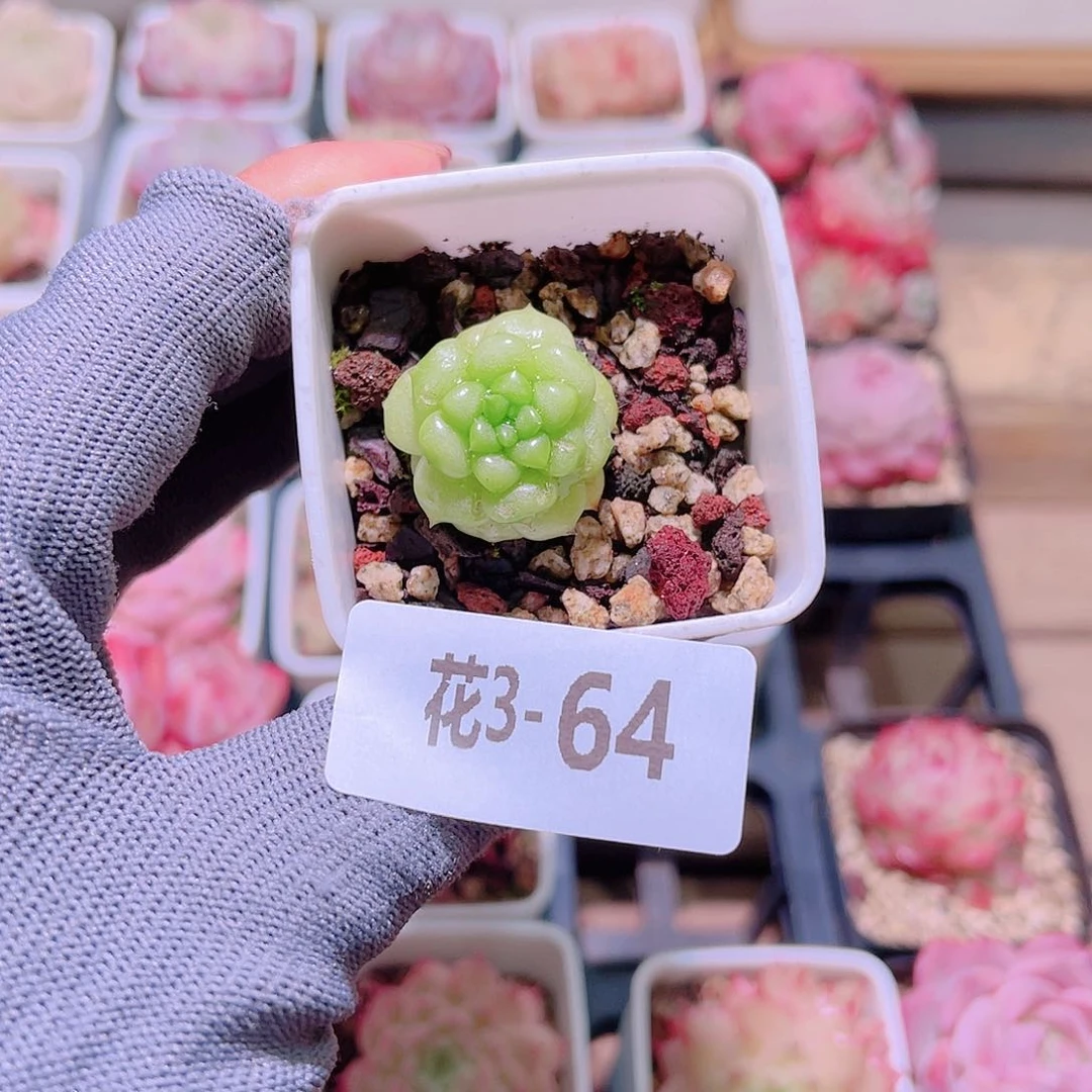 花03-64绿水鬼单头