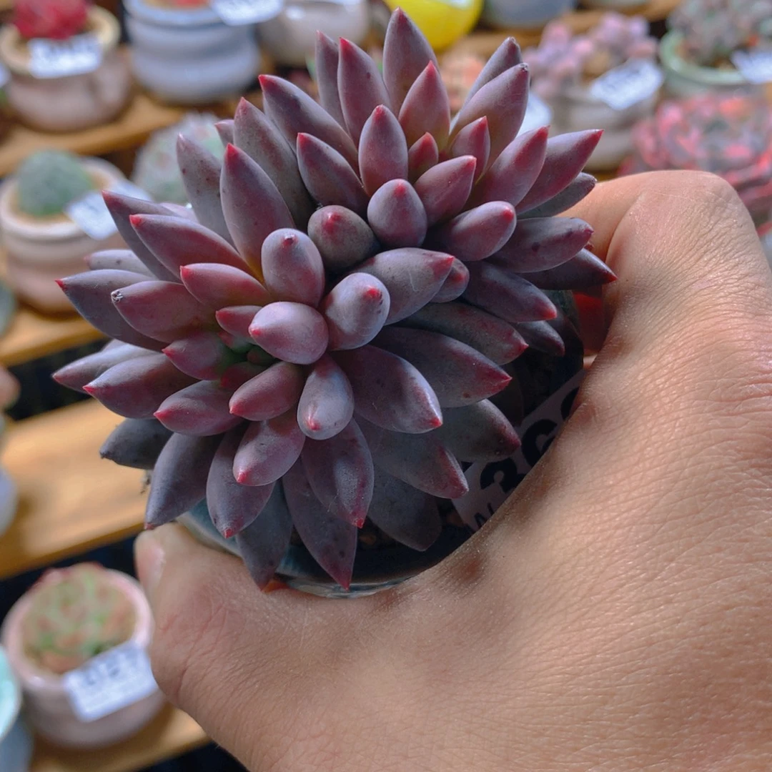 精控多肉植物双头金鱼极量拍