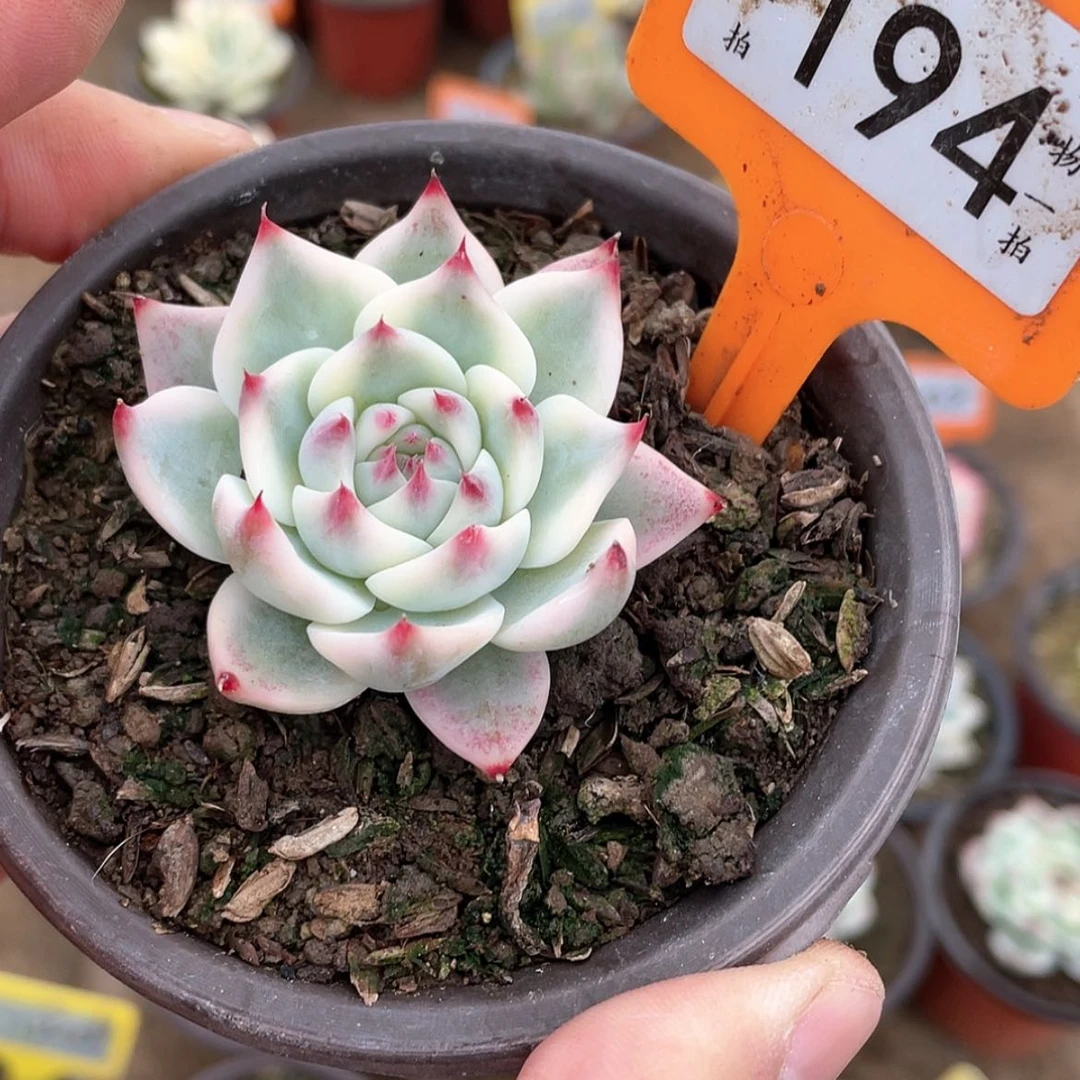 【闪购商品】194号