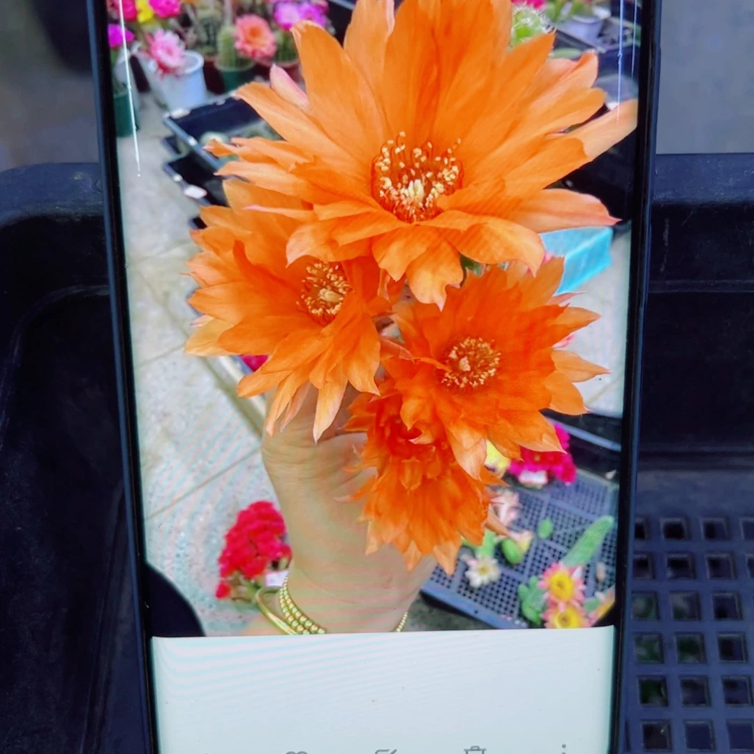 下16白檀8无根侧芽3公分左右20包邮