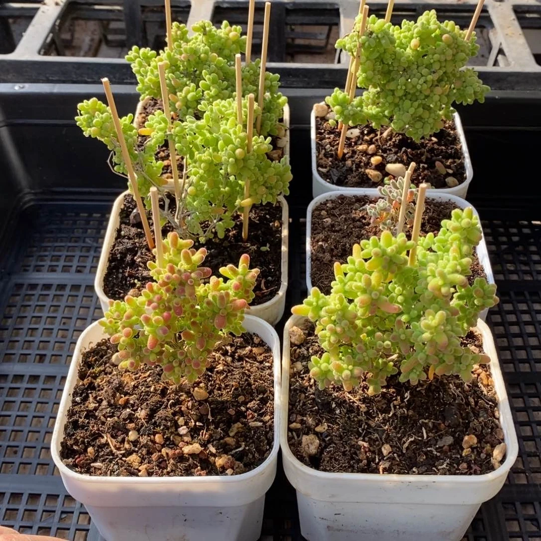 枝干番杏多肉植物968