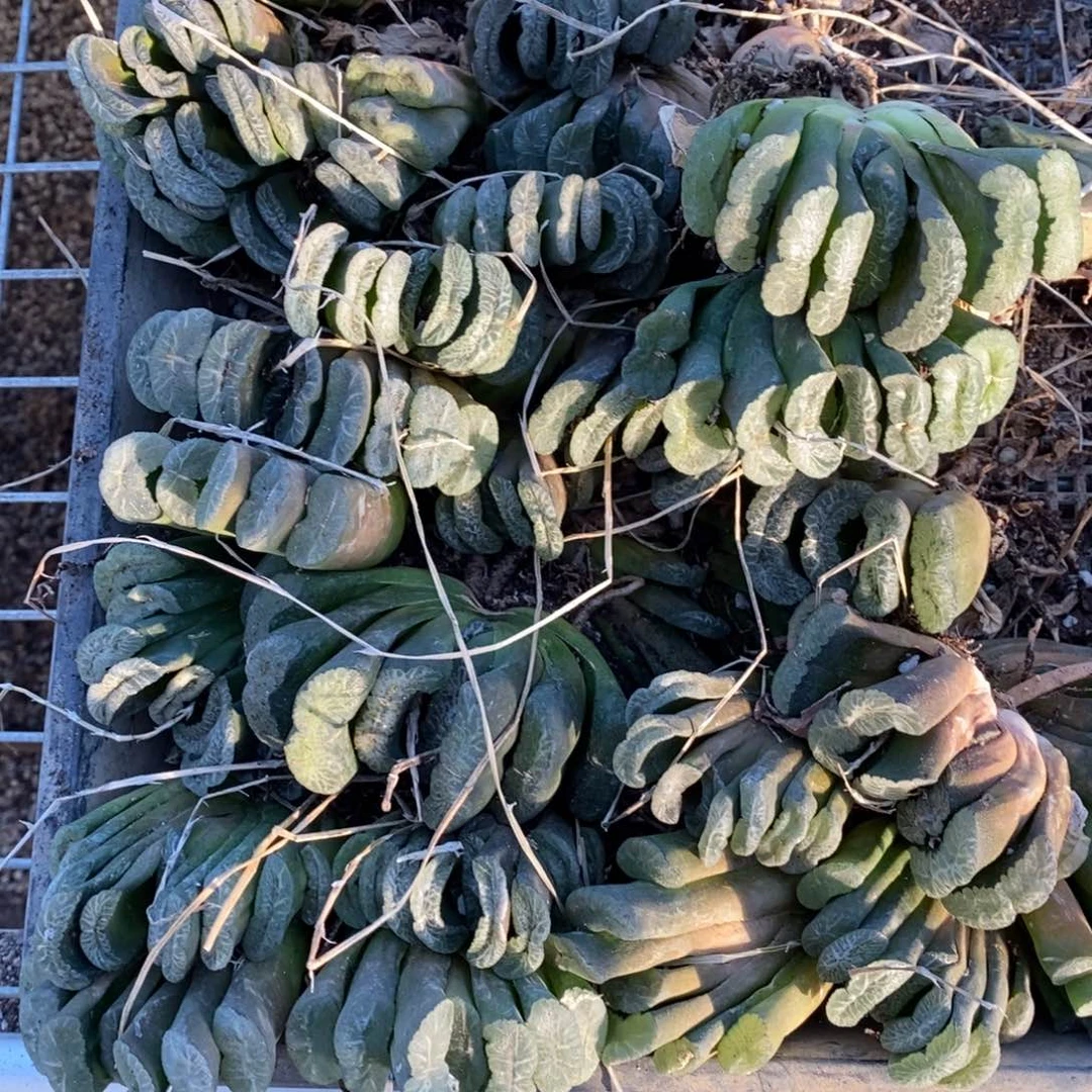 1838 一颗实生大玉扇 超级福利