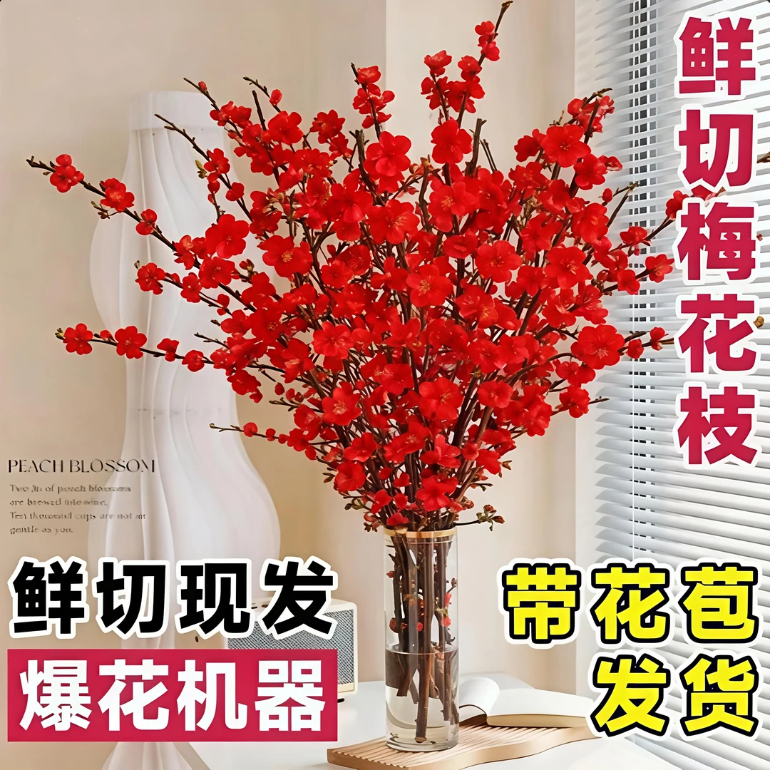 【带花苞】红梅花鲜枝条耐寒浓香型年宵花冬季室内水培花卉新年装饰