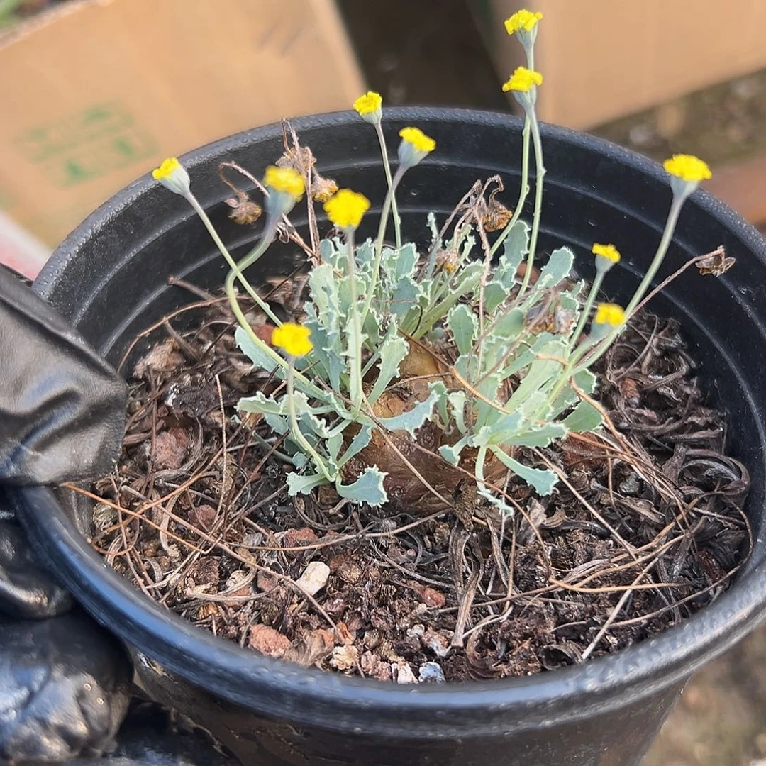 杜呃呃呃呃呃呃呃