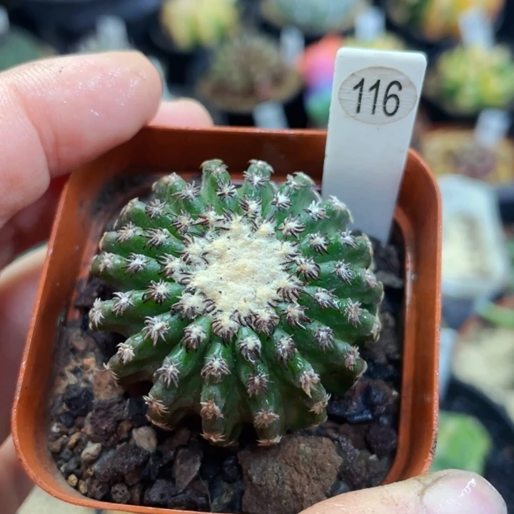 盆5公分满25包邮裸根发货