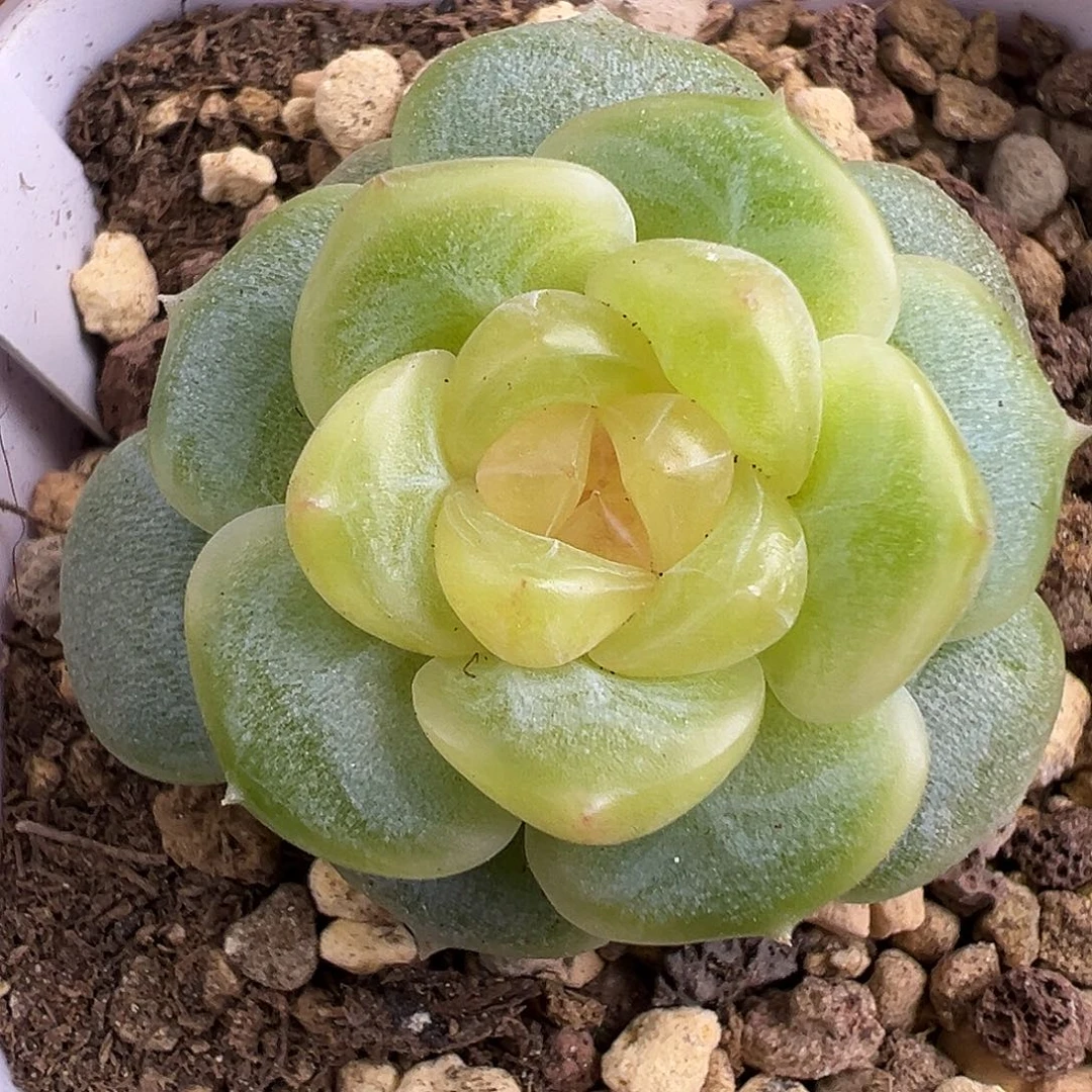 荔枝甜心。