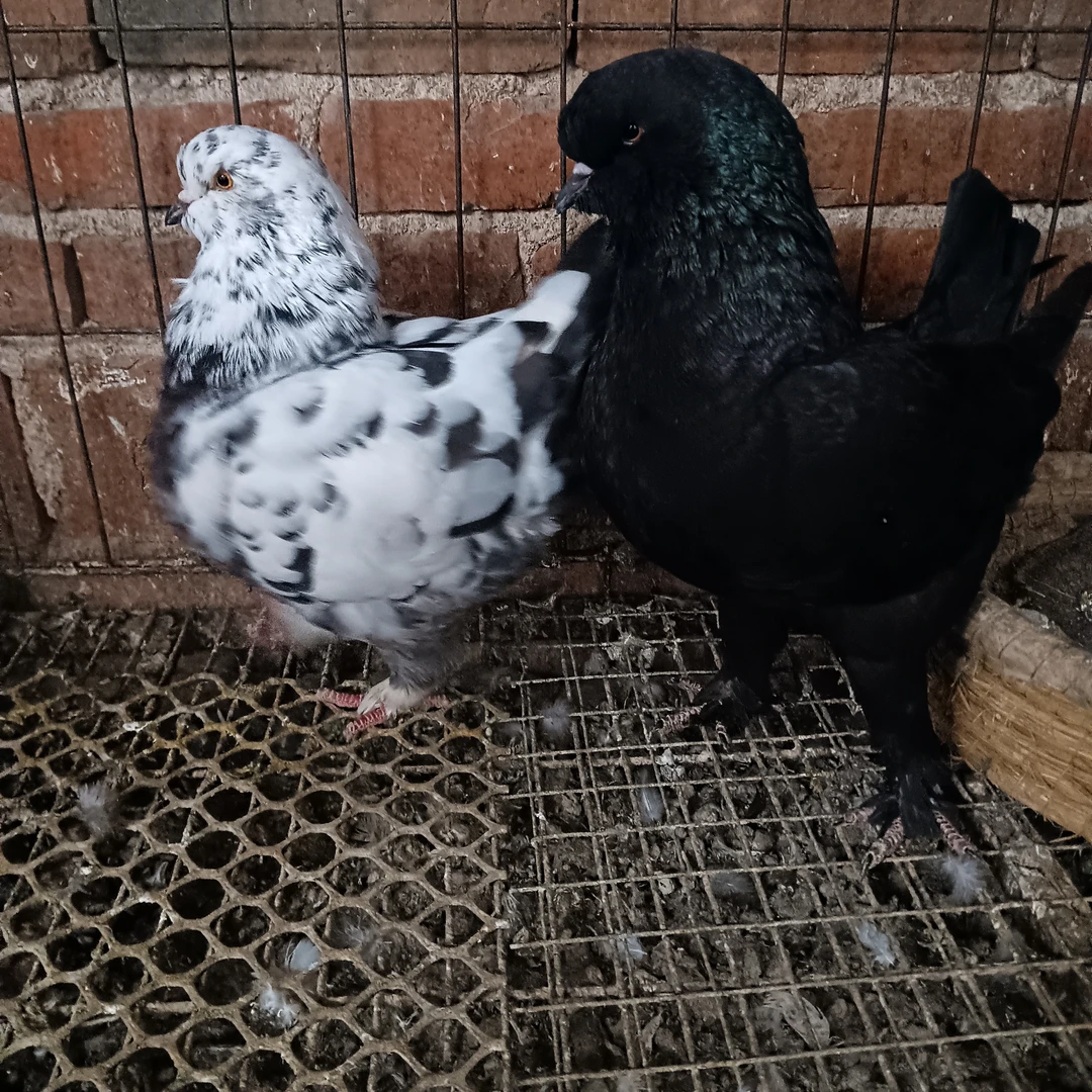 大型笼子可养（鸡大体圆环）以直播间为准