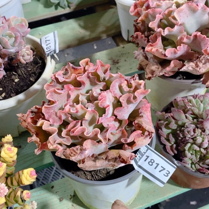 【闪购商品】高砂18173