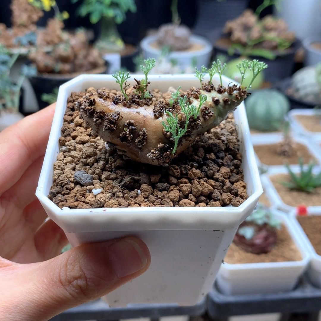 白皮月界带盆母本