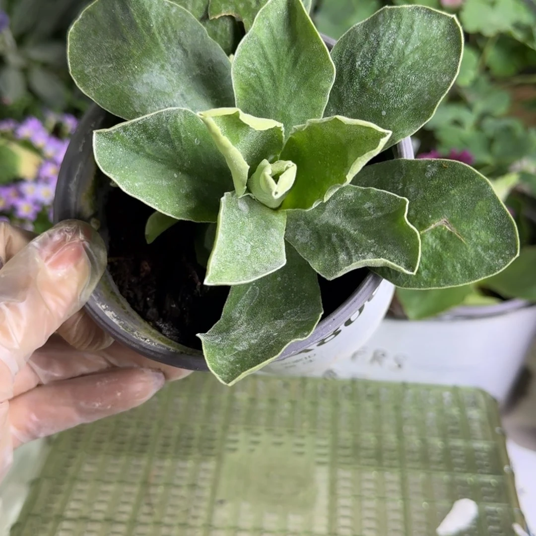 一物一拍  耳叶报春 A800