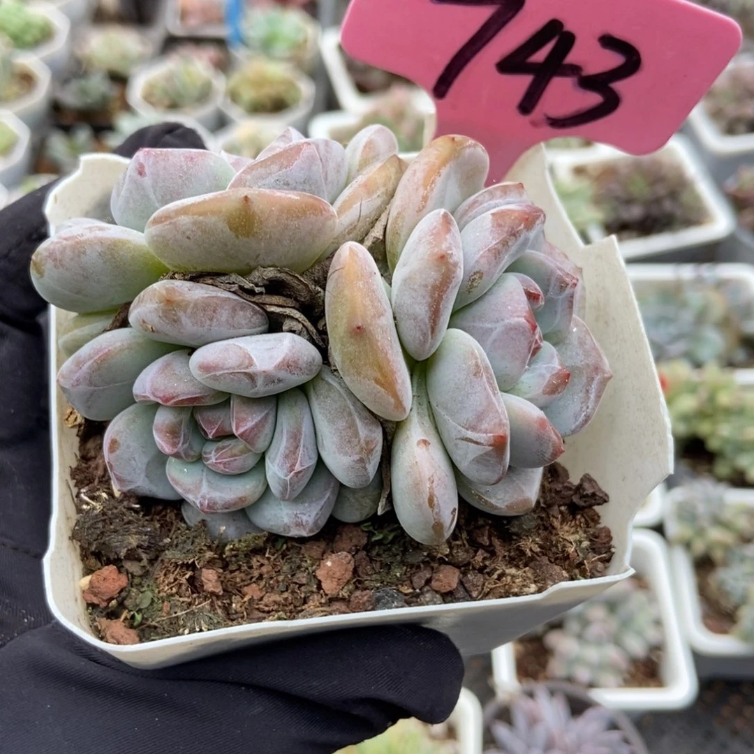 743石榴籽多肉植物