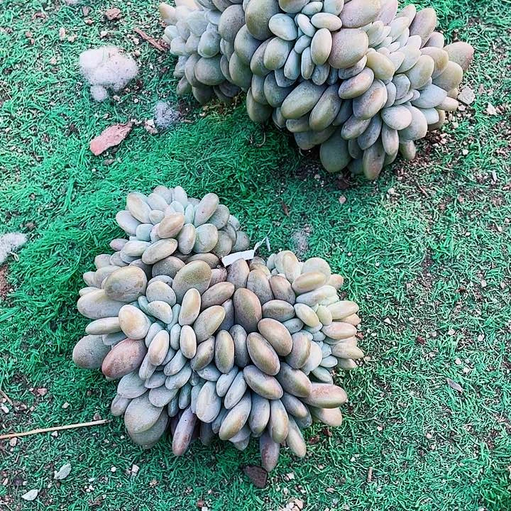 粉兔缀化18.8一盆65464946446