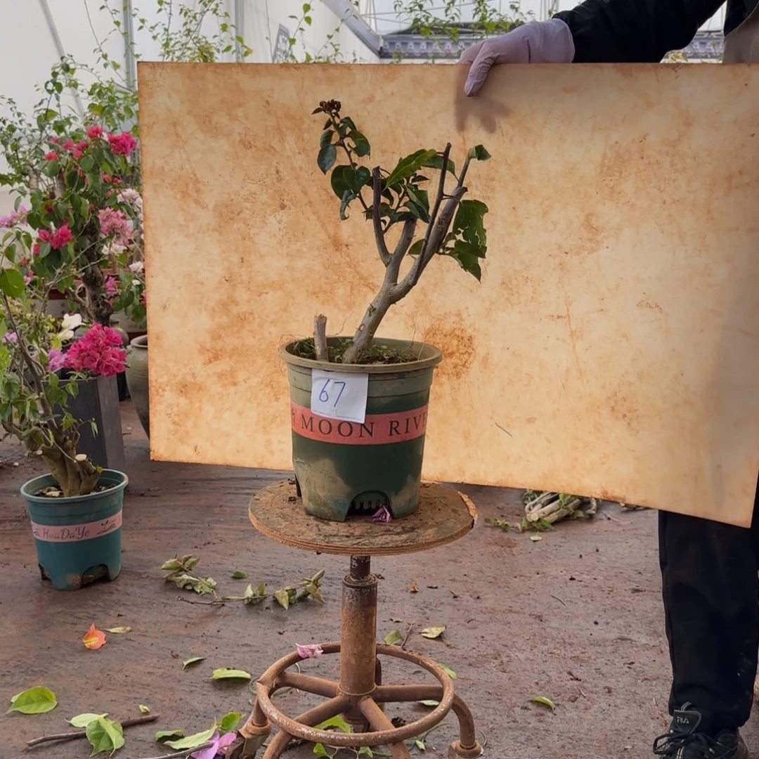 大部分开放少量花苞凤凰 67脱