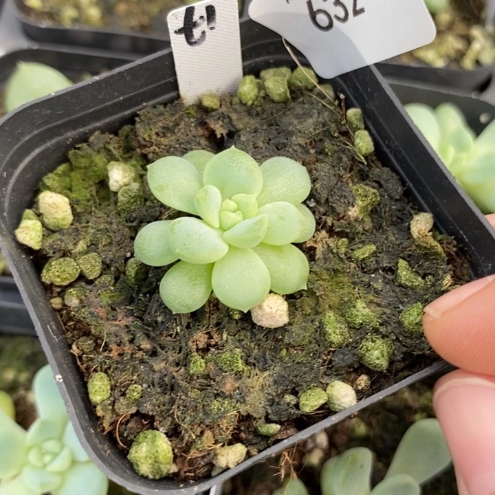 标632甜心t1一个多肉