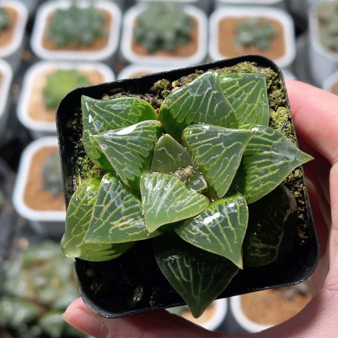 独龙寿玉露多肉植物