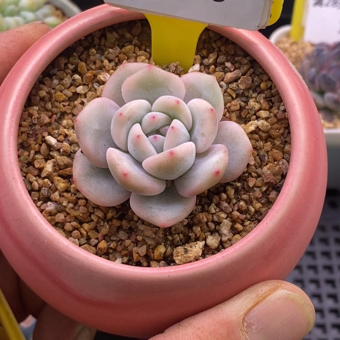 2190橙子富轮锦圆脸