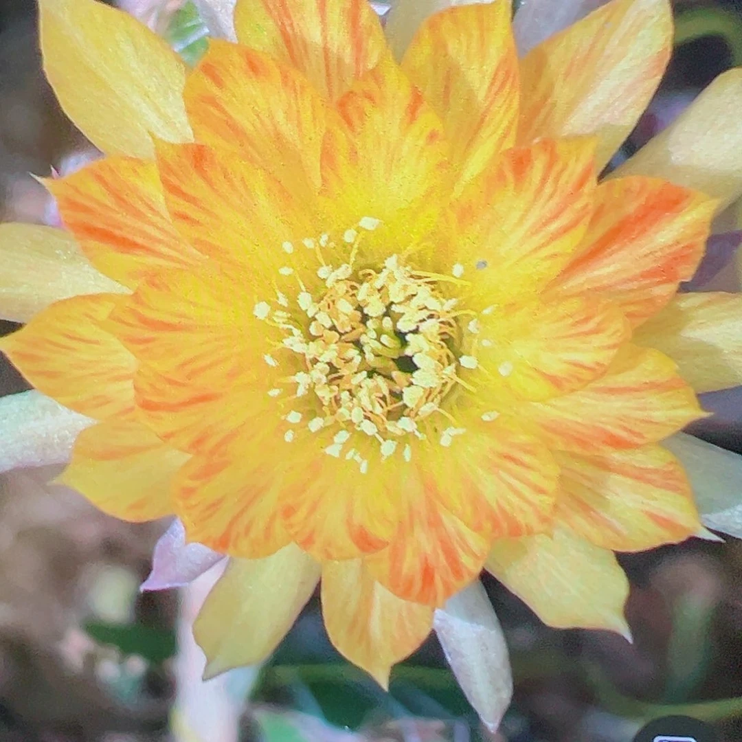 丽花 黄羽 侧芽 满20包邮