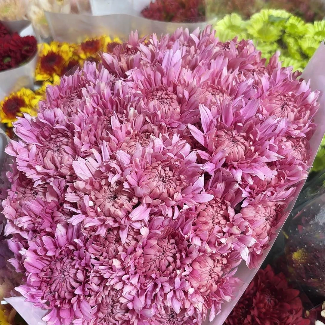 基地 卡林巴粉小菊10支