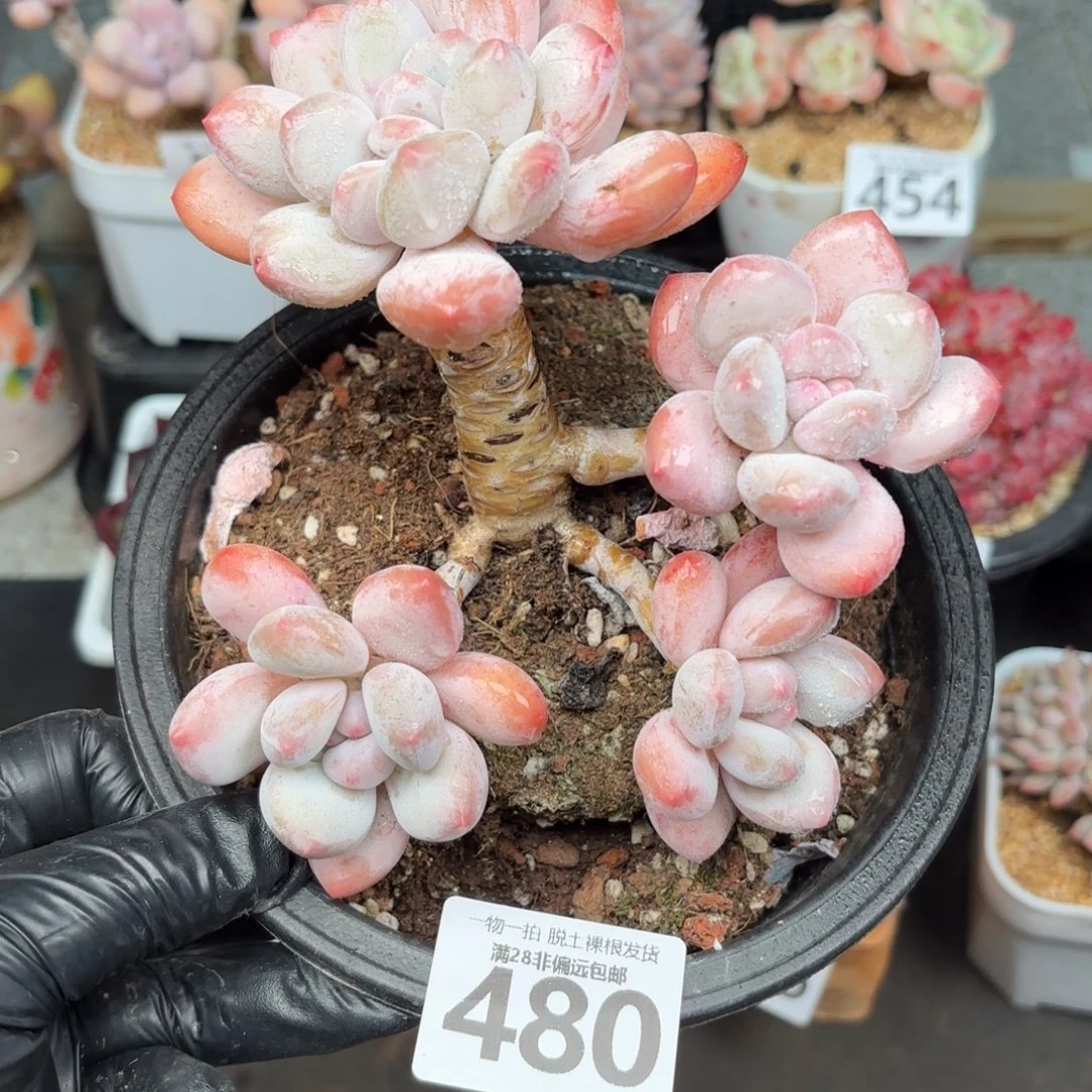 大香水老桩无盆土发货