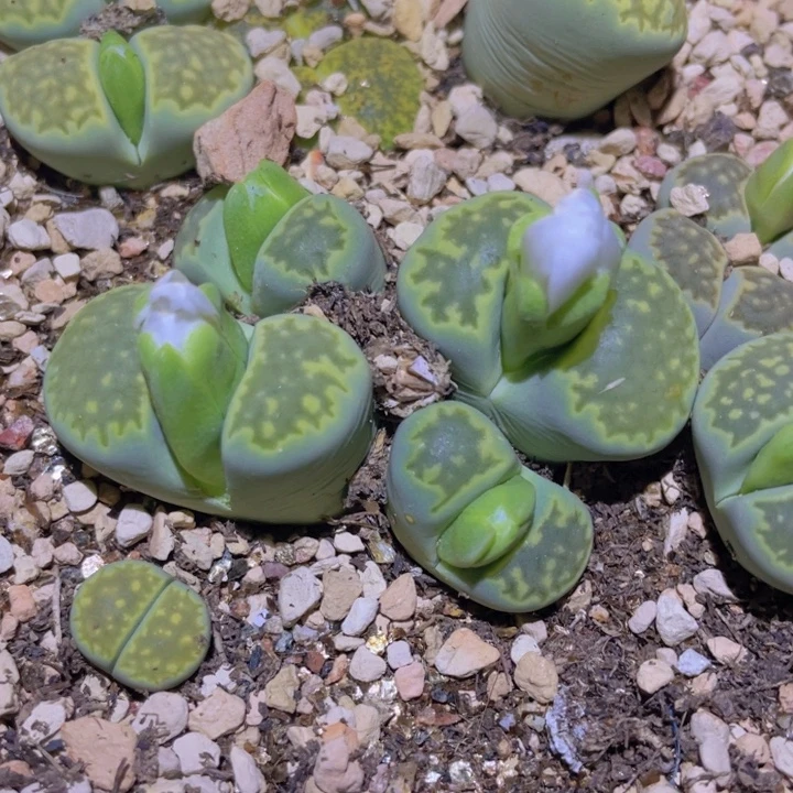 48885888858558588888