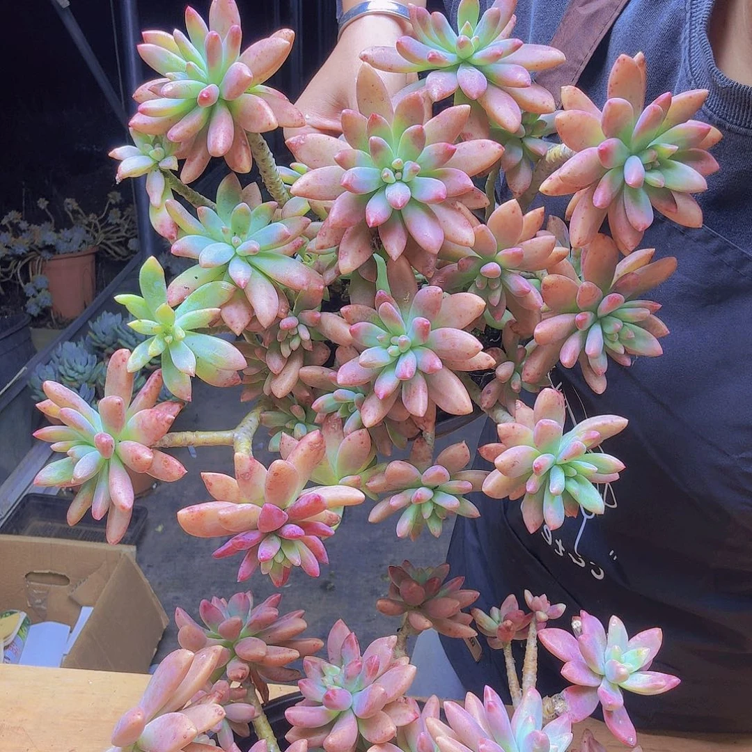 秋丽两颗，两盆一物一拍，所见即所得