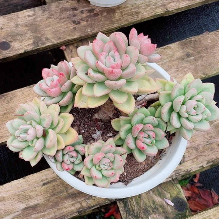 老桩控养奶油鳄梨22