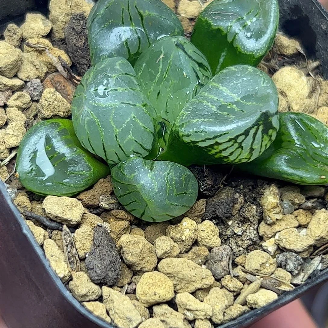 Z***弟魔晶球十二卷多肉植物