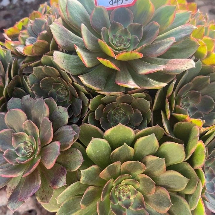 半夏多肉法师不包损30