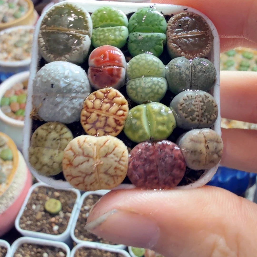 多肉葡萄干和水果都689