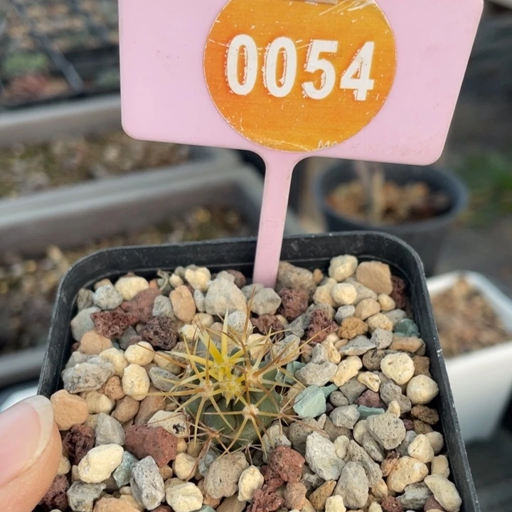 陈***胤实生金冠龙005400000
