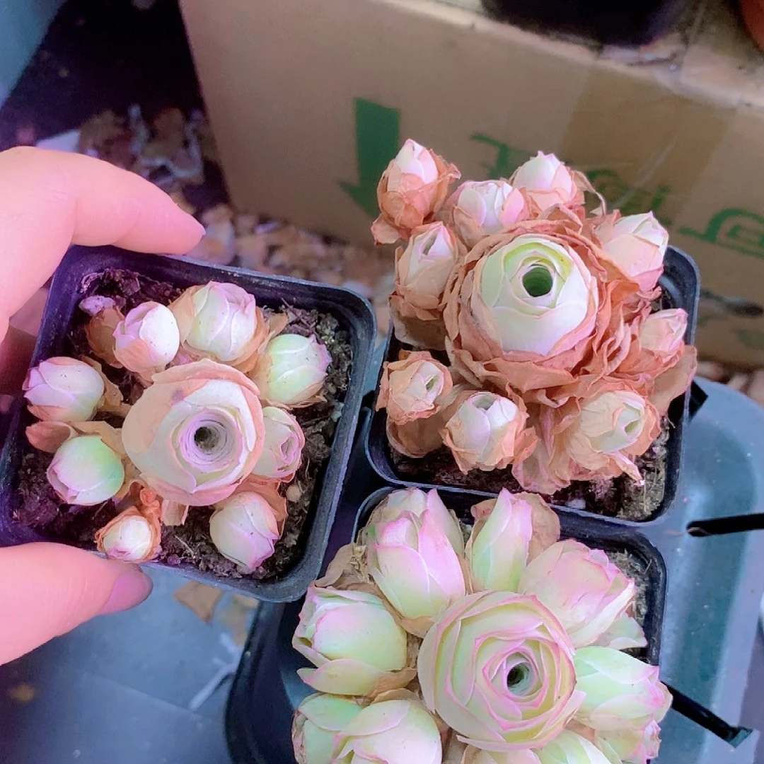 山地玫瑰一物一拍893