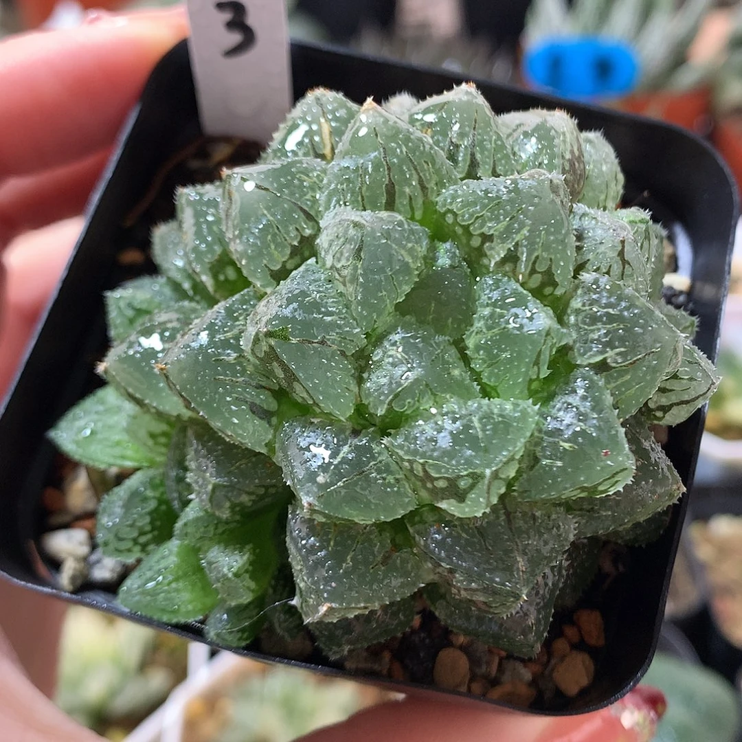 3号魔刺一物一拍带盆土