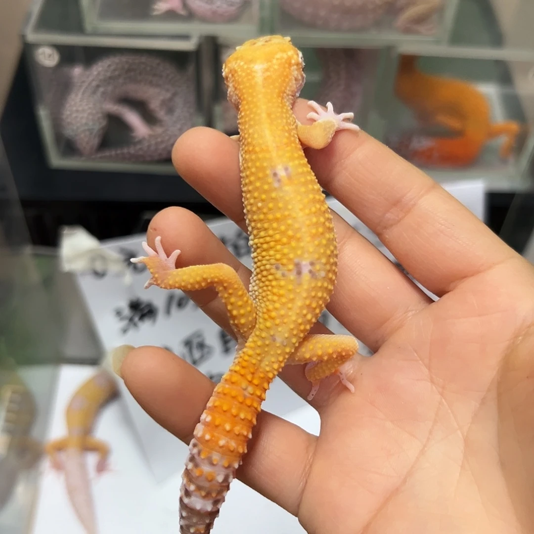 豹纹守宫豹纹守宫